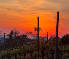 Ausflugstip in die Umgebung – Sonnenuntergang in den Weinbergen