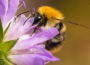 Insektensommer – Natur vor der Haustür entdecken und Tiere zählen