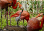 Flamingo-Küken im Zoo – noch keine Ähnlichkeit zu ihren Eltern