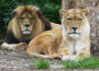 Lang ersehnter Löwennachwuchs <br/>Junger Löwe im Zoo Heidelberg geboren