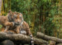 Jahreskarte Zoo Heidelberg – ab dem 4. Besuch rentabel