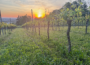 Wanderung des Gemeinderates zum „Bammentaler Südhang“ – Weingut Müller