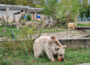 Zoo sagt DANKE für Spenden: Abwechslung für Bären, Stachelschweine & Co.