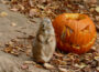 Der Herbst ist da <br/> Zootiere im Kürbisglück!