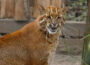 Wertvolle Goldkatze im Zoo Heidelberg – Eine der letzten Chancen für den Arterhalt