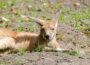 Zoo Heidelberg: Zufrieden mit den Besucherzahlen – positiv in neue Saison 2025